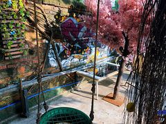 -柴犬高等学院·狗咖·柴犬售卖·宠物训练