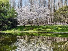 -上海共青森林公园