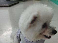 -乐琪宠物医院·犬猫专科·骨外科·急重症