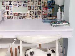 -喵的天空名猫咖啡馆·撸猫·猫舍·用品