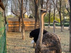 -长白岛森林公园