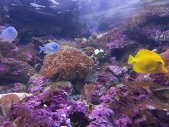 -悉尼海洋生物水族馆