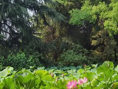 -洛阳市隋唐城遗址植物园