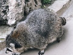 -石家庄市动物园