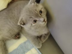 -关爱宠物医院·猫科中心·消化科(滨湖万达分院)