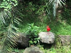 -吉隆坡雀鸟公园