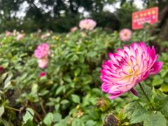 -崇圣寺三塔文化旅游区