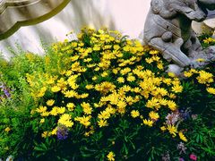 -西湖外事游船(花港观鱼码头)