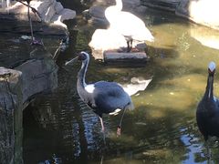 -燕塞湖鸟语林景区