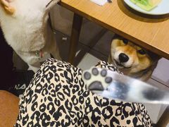 -柴务处·柴犬主题狗咖