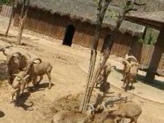 -石家庄市动物园