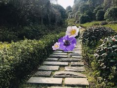 -桃花岭景区