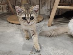 -楼上猫咖(罗湖店)