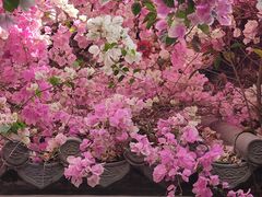 -深圳国际园林花卉博览园