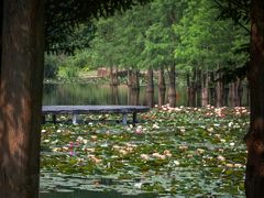-白鹭湾湿地公园