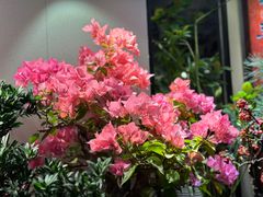 -朝来春花卉市场