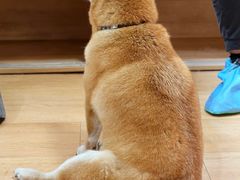 -是阿柴呀！柴犬咖啡·爱喵喵猫咖