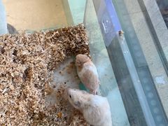 -怪兽屋·羊驼·猫咖·狗咖(俊华广场店)