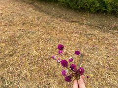 -春花秋色城市公园