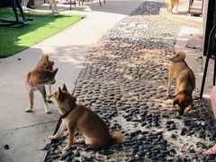 -柴犬高等学院·狗咖·柴犬售卖·宠物训练