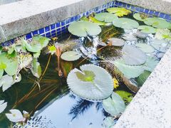 -七仙岭温泉国家森林公园