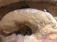 -上海昆虫博物馆