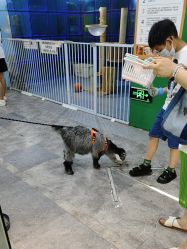 -神奇动物撸宠馆·羊驼·小浣熊·异宠(豫园店)