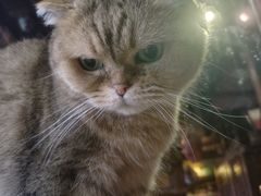 -壹六猫窝(谷德店)