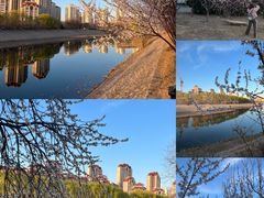 -桃花堤公园