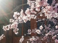 -桃花堤公园