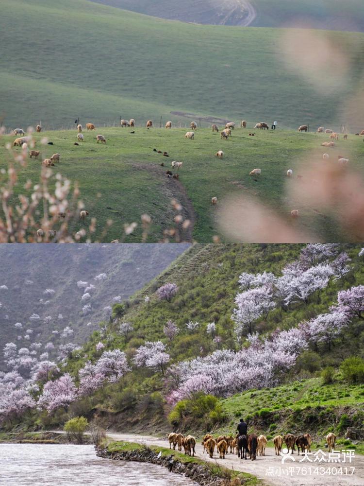 吐鲁番杏花村图片