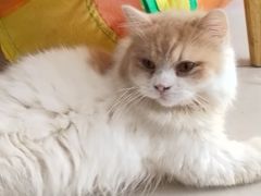 -平行世界·猫咖(首经贸店)