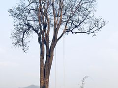 -大树秋千