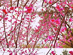 -重庆彩云湖湿地公园