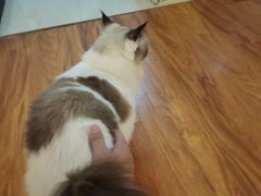 -猫爪屋猫咖(乐汇城店)