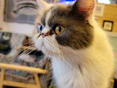 -平行世界·猫咖(首经贸店)