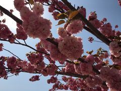 -古柏渡飞黄旅游区