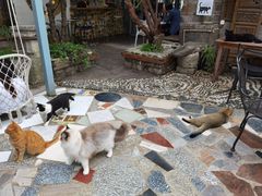 -喵屿·大理花园猫咖