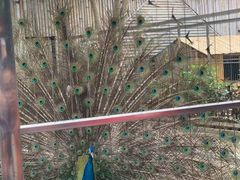 -深圳野生动物园