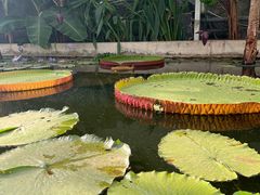 -国家植物园南园