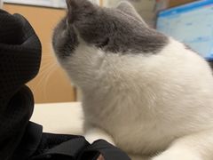 -瑞派康怡24h宠物医院·犬猫医疗中心·微创绝育(瑞景分院)