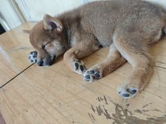 -柴犬高等学院·狗咖·柴犬售卖·宠物训练