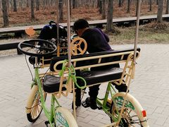 -黄海国家森林公园