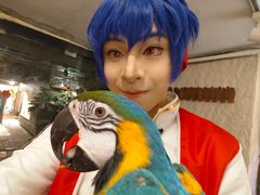 -吉丁鸟咖·异宠·寄养