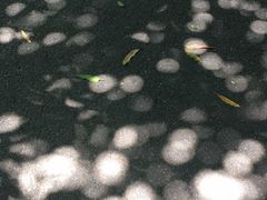 -东莞植物园