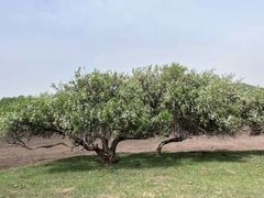 -敕勒川草原文化旅游区