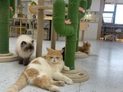 -喵园·猫主题咖啡厅·撸猫·猫咖(国贸店)