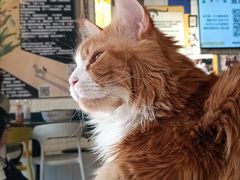 -平行世界·猫咖(首经贸店)