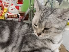 -共舞时光猫咖·狗咖(新街口店)