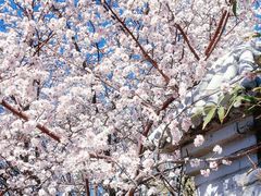 -桃花堤公园